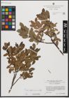 Foto von Salix waldsteiniana Willd.